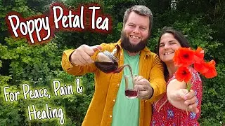 Poppy Petal Tea &ndash; A Forgotten Remedy for Peace & Pain ☕