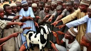 Goat as Thief - Weird News