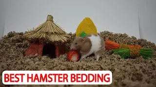 Cozy Retreats: Choosing the Best Hamster Bedding for Comfort and Cleanliness in Small Pet Homes