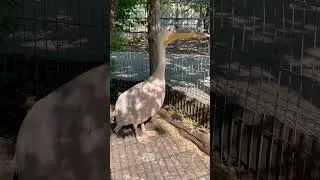 Pink pelican #animals #birds #nature #pelicans #shortvideo #shorts #reels #recommended