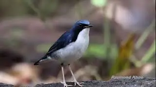 Siberian blue robin (Larvivora cyane) - Gunung Trusmadi Sabah #birds