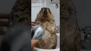 wet beaver  🤣🤣🤣🤣 #viral
