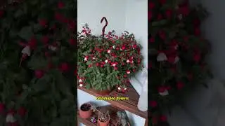 Фуксия: руководство по уходу и выращиванию растений #растения #сад #цветы #садоводство #комнатные...