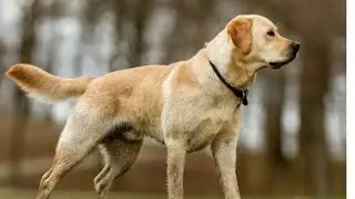 Labrador Retriever - The Ultimate Family Dog!