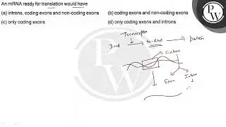 An mRNA ready for translation would have (a) introns, coding exons and non-coding exons (b) codi...