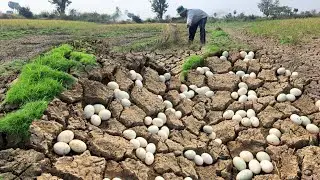 OMG unique  -A farmer collects a lot of duck eggs in a rice field, digging through the green grass.