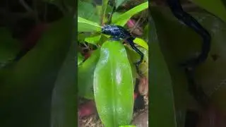 #dartfrog #frog #frogflies #frogs #petowner #pets #vivarium #frogtastic #nepenthes #pitcherplant