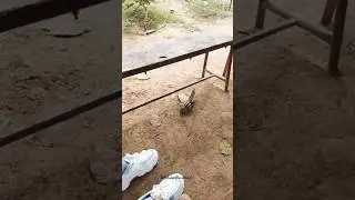 🥰Sweet Moment in GJU Campus .... with animals🐿 #vlog #animals #gjust #love #dopall #song