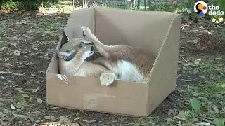 Big Cats Play With Boxes &mdash; And They Love Them | The Dodo