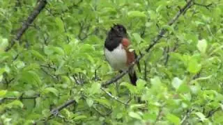 Eastern Towhee Singing