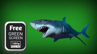 White shark green screen video effects | shark green screen | fish green screen chrome key effects
