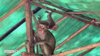 Community and Conflict: The Social Hierarchies of Wild Monkeys#The Great Leap: How Wild Monkeys