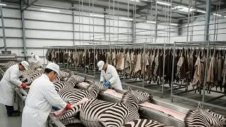 Inside the Zebra Hide Factory: From Striped Skin to Rare Luxury D&eacute;cor (Full Process)
