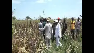 FARMERS IN MELUT COUNTY SUFFER LOSES AS BIRDS DAMAGED MOST OF AGRICULTURAL FARMS