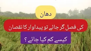 How to reduce the loss due to lodging in rice crop? 