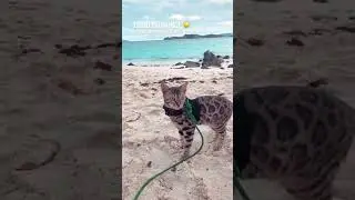 2 Years of Adventuring with a Bengal Cat