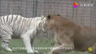 Tiger vs Lion Encounter