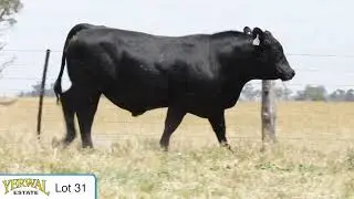 Lot 31 V258