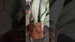 Repotting my rootbound Sansevieria Moonshine #shorts #snakeplant