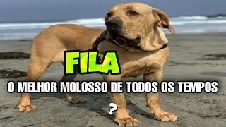 O QUE O FILA BRASILEIRO TEM DE T&Atilde;O ESPECIAL? #fila #cafib #molossoide