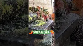 🥵💚 SPICY ATTACK!💚 Traditional Stone Grinding ASMR | Ambarella Chili Sambol🌶️| VillageVibes 🎥#HogPulm