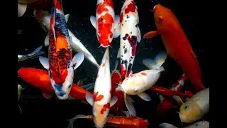 [4K] Beautiful Relax Music Sleep with Japanese Koi Carp Fish - Meditation, Study Music, Spa, Yoga