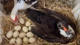Hatching Duck Eggs | Duck Story