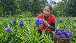 Harvesting 1000 + Kg Purple Wild Pineapple Mutant To Sell At Market | Tieu Ca Free Bushcraft