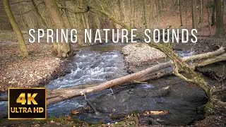 🌿 12 Hours of Mountain Stream & Forest Birds | Early Spring Nature Sounds | 4K Ultra HD