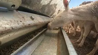 Universal Feeders' new Ultimate Series Saliva Lick Feeder in use with Dorper Ewes