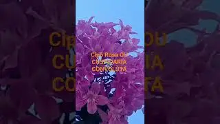 CUSPIDARIA CONVOLUTA (15)920028764