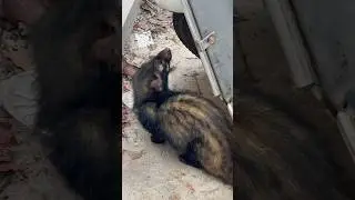 Palm civet / Asian palm civet / Kerala
