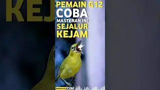 MASTERAN PLECI NEMBAK SEJALUR UNTUK G12 SUPER MEWAH #masteranpleci #masteranjuara