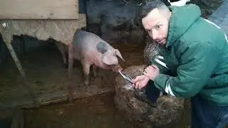 Am cântărit  porcu prin măsurătoarea cu ruleta.