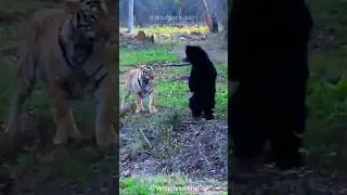 Don't Underestimate The SLOTH BEAR 🐻