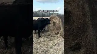 Что происходит, когда скот кормят зерном?