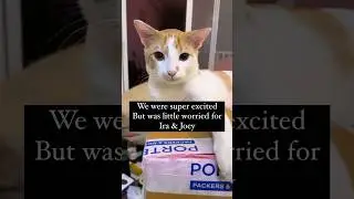 Make it easy! #petmoving #petrelocation #pettransport #petshipping #pettravel #catlover #catindia