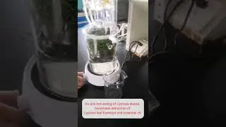 we&rsquo;ll show you how cypress leaves are carefully harvested and distilled into pure essential oil.