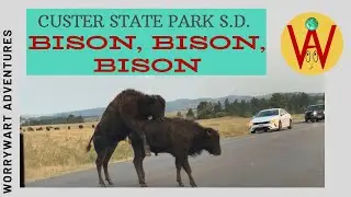 Custer State Park Bison, Bison, Bison