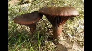 Chroogomphus Rutilus