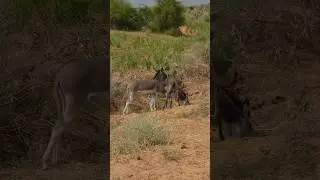Donkeys family in the forest #DonkeyReels #DonkeyAdventure
