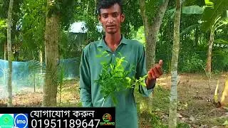 মরক্কো হলুদ মালটা। ২০০ টাকা কেজি বিক্রি হবে হলুদ মালটা। Morocco yellow Malta । Nur Agro Nursery