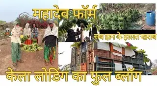 आज केला लोडिंग का पूरा काम | खेत से मंडी तक | Banana Loading Vlog 🌱🚜