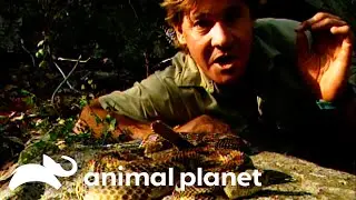 Steve Hunts Down America's Deadliest Snakes | Crocodile Hunter | Animal Planet