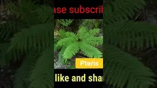 Pteridophyte/NCERT Biology example Neet Motivation Physics wallah Allen career institute Neet2022