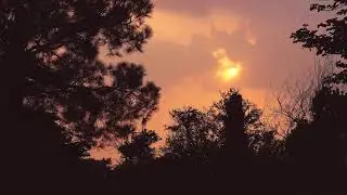 Sun view and Dark trees in the forest, time for sunset  ( No copyright Stock Footage)