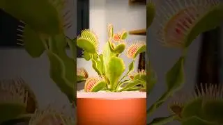 Is Plants also behave as heterotrophs?