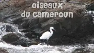 Oiseaux du Cameroun