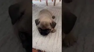 Rate my acting skills 🥹 #viral #shorts #trending #dog #pug #bigboss