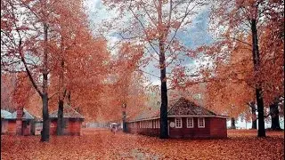 Naseem bagh beautiful  park chinar tree&rsquo;s | Srinagar Kashimir | #beaufiful #kashmir #chinaart #park